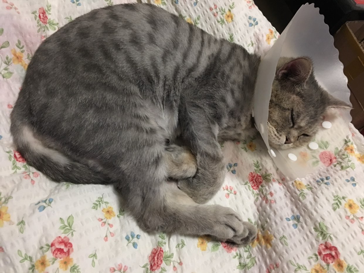 Cuttie kitty62895430734594110