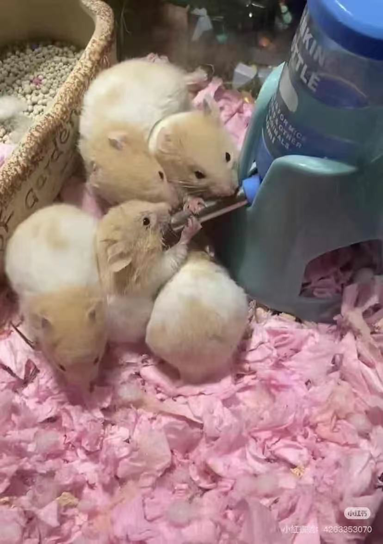 平價出熊仔鼠63235953966211111