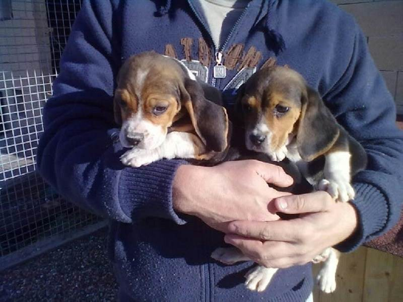 Beagle puppies socially domesticated63492710291331110
