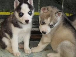 Siberian husky puppies63492728990595110