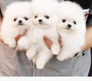 Purebred Pomeranian Puppies 63492659957891110