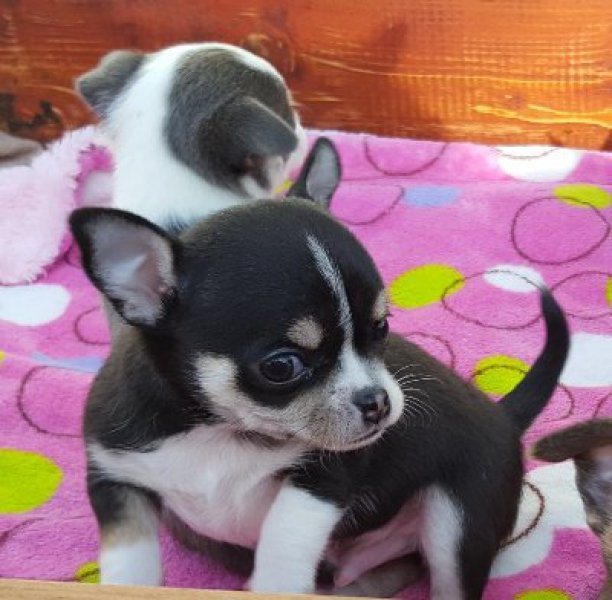 Chihuahua puppies very loving 63492739546371110