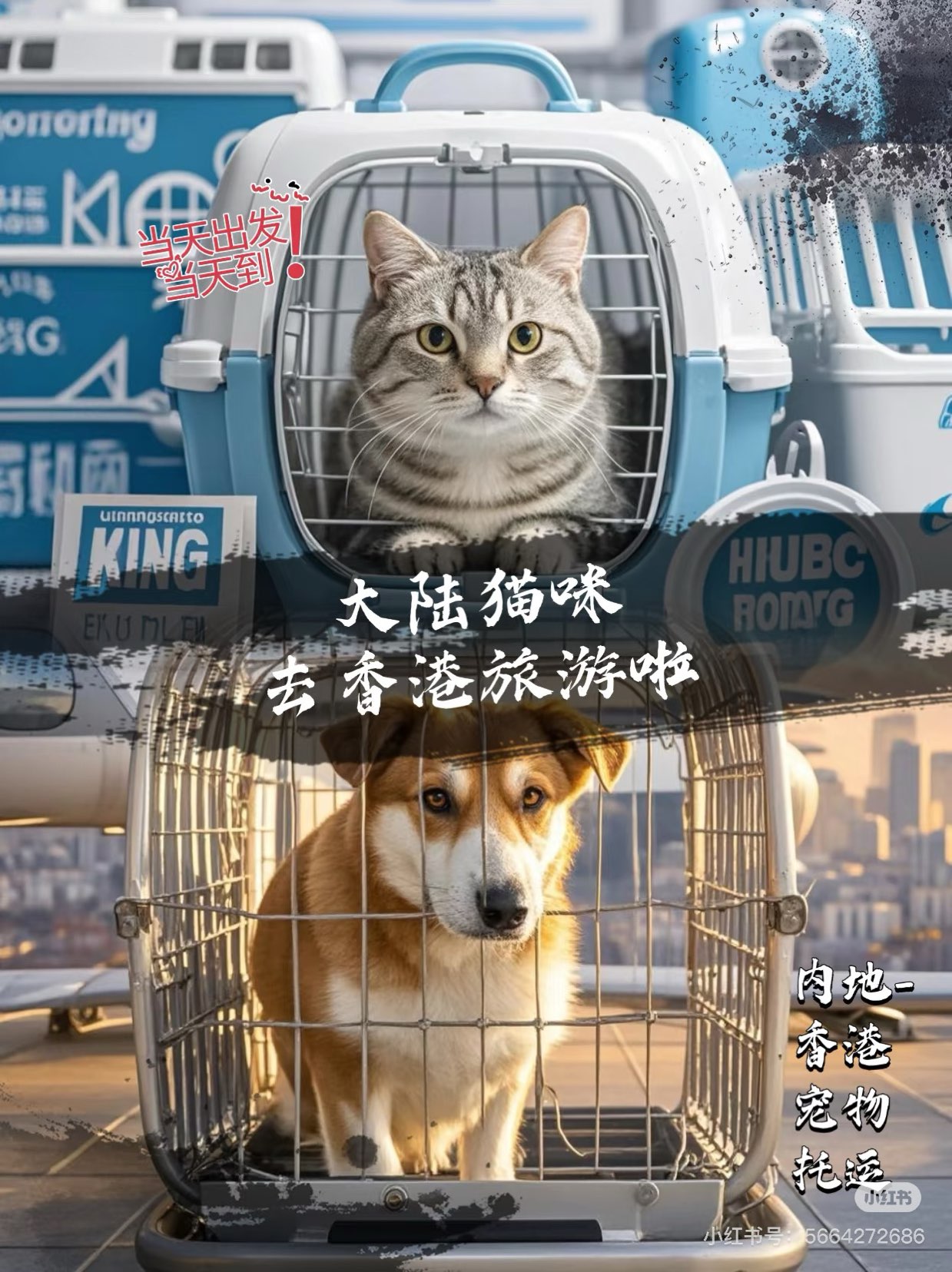 如何把宠物邮寄香港63610241315970110