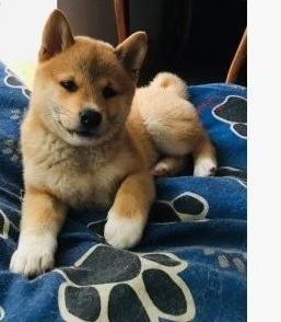 Shiba Inu puppies63492685669507110