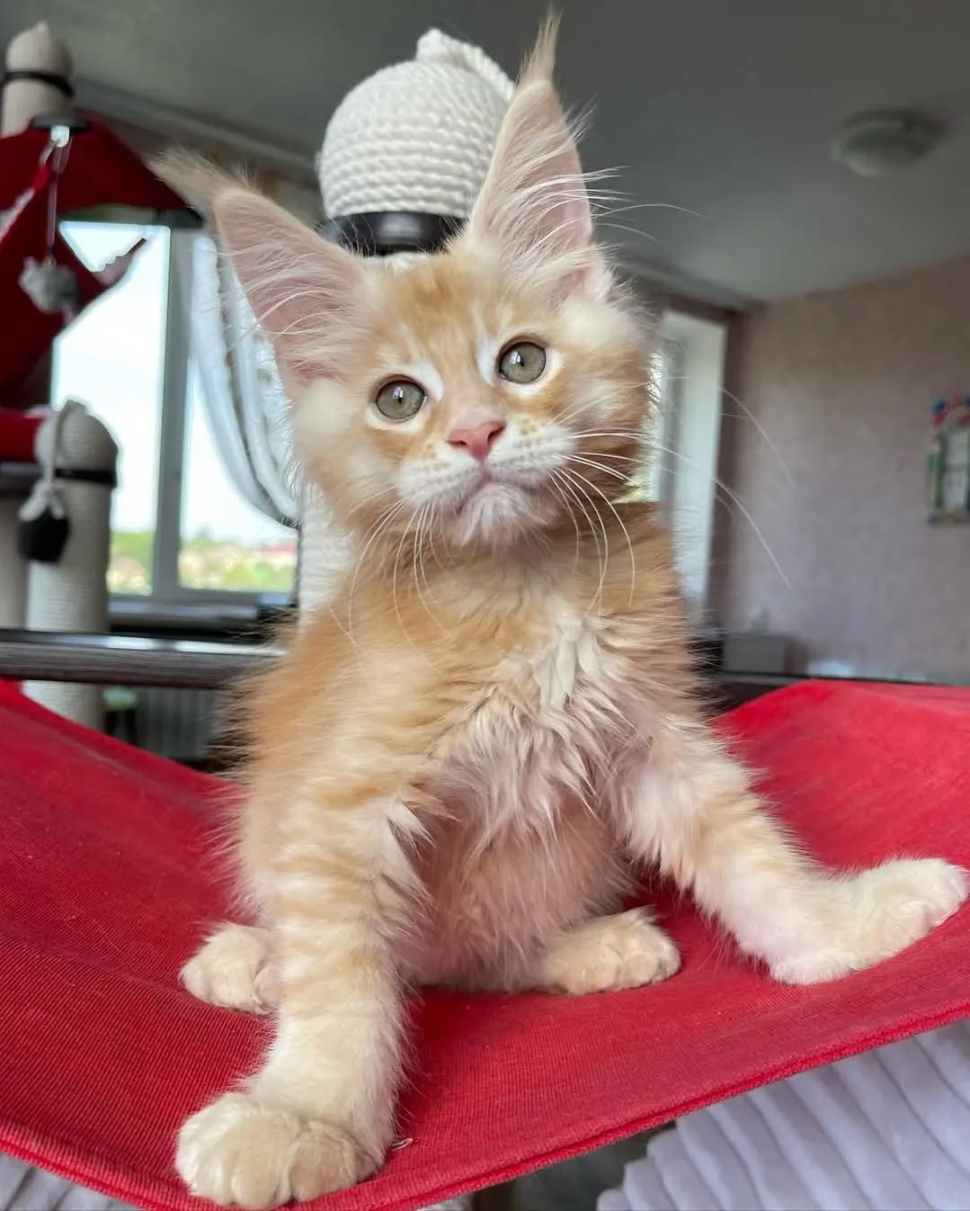 Maine Coon Kitten Ginger Green Eyes For Sale